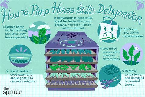 Drying Herbs With a Food Dehydrator