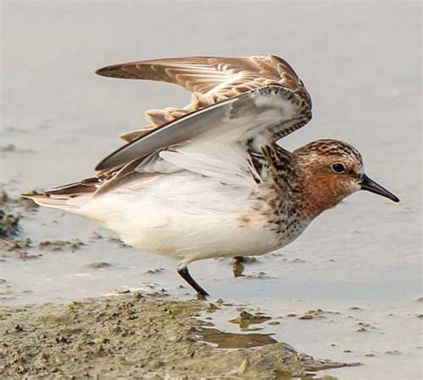 Red-necked stint | Birds of India | Bird World