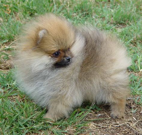 All 97+ Images Pictures Of A Pomeranian Puppy Excellent