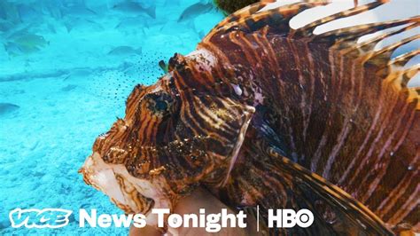 The Invasive, Venomous Lionfish Is Killing Atlantic Reefs (HBO) - YouTube