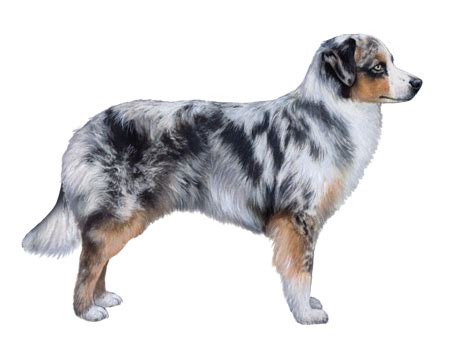 Miniature American Shepherd Facts - Wisdom Panel™ Dog Breeds