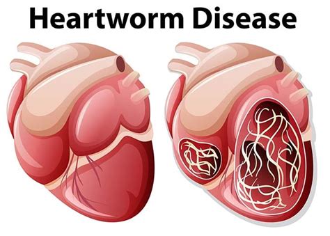 4 Heart Problems in Dogs: Causes, Symptoms and Treatments