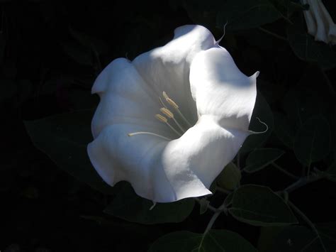 Beautiful, fragrant white night-time flowers. | Flowers, Garden landscaping, Garden