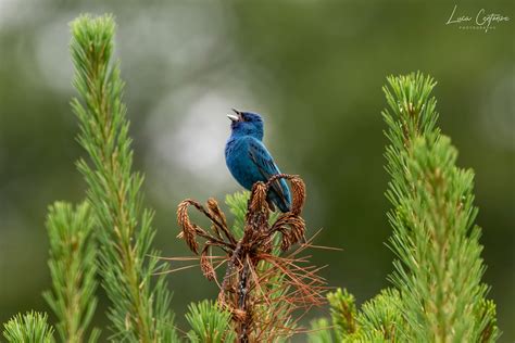 Indigo Bunting (Passerina cyanea) | JuzaPhoto