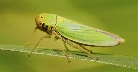 Leafhopper Identification and Control | luv2garden.com