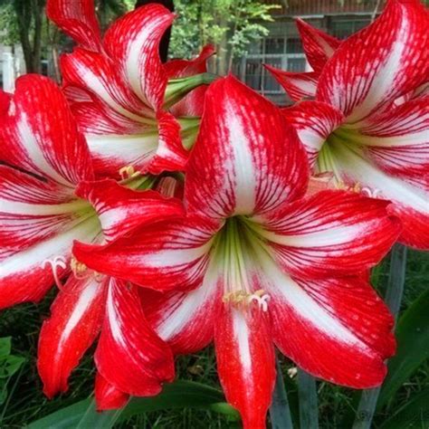 Rare Multi-Color Lily Flower Seeds 100pcs/pack – GreenSeedGarden