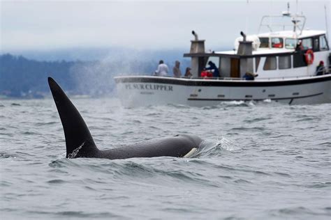 'Traumatized' Orca May Have Taught Other Whales to Sink Boats