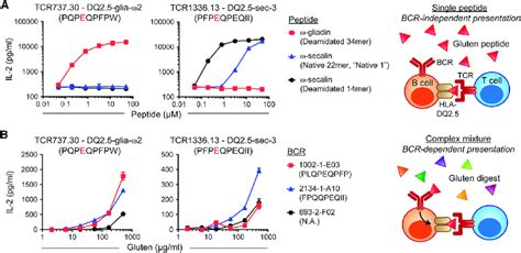 Presentation of peptides to gluten-reactive T cells (A) Activation of ...