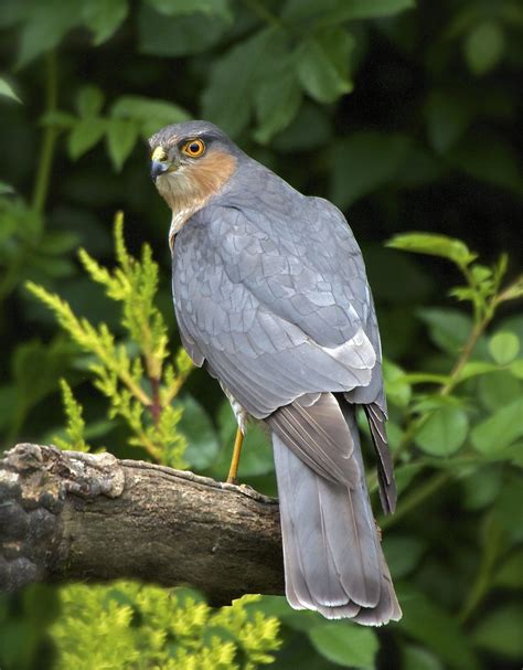 Male sparrow hawk | Sparrowhawk, Weird animals, Animals beautiful