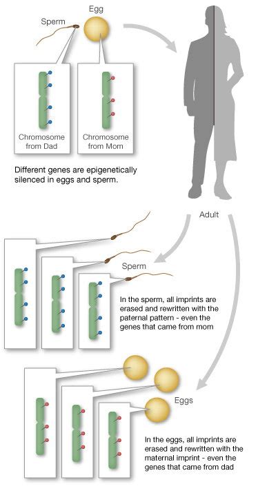 Genomic Imprinting Animation