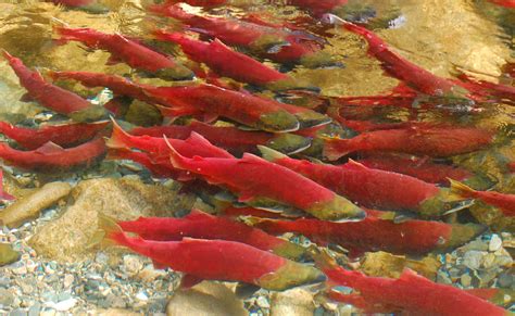 Physical fitness of wild Pacific sockeye salmon unaffected by PRV