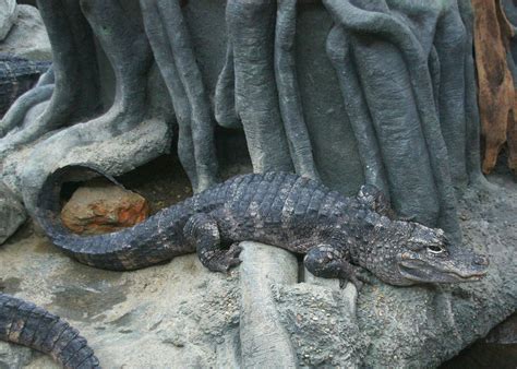 Chinese alligator - Wikipedia