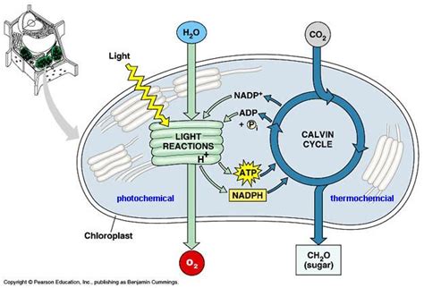 Topic 8.3 Photosynthesis - AMAZING WORLD OF SCIENCE WITH MR. GREEN