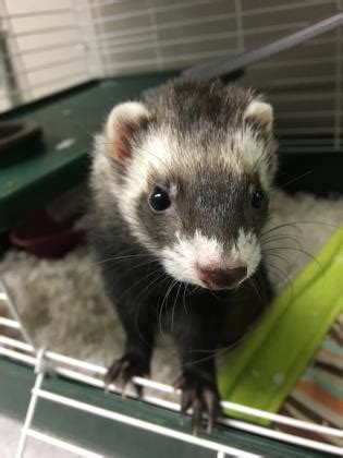 Smink Ferret Adult - Adoption, Rescue for Sale in Dayton, Ohio ...