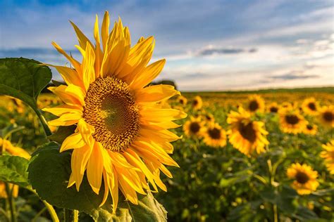 These NoVA Farms Have Stunning Pick-Your-Own Sunflower Fields