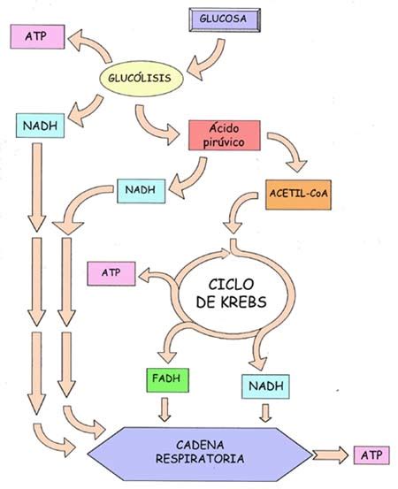 Respiración celular: ciclo de Krebs