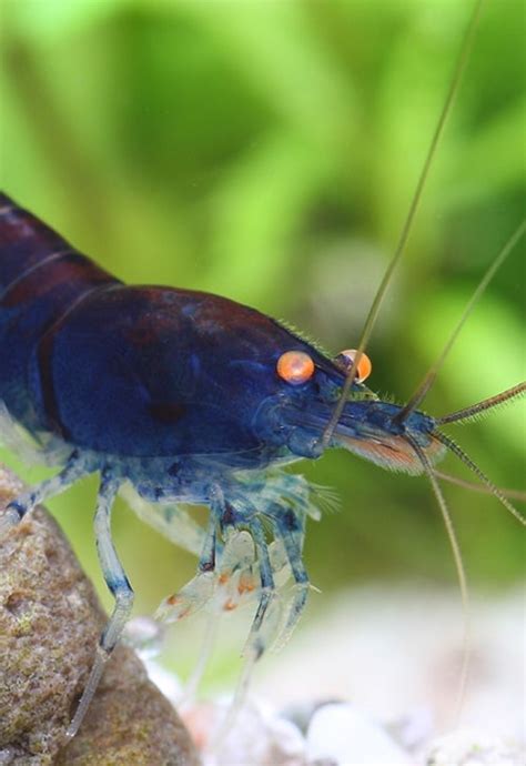 9 beautiful blue aquarium shrimp - The Shrimp Farm