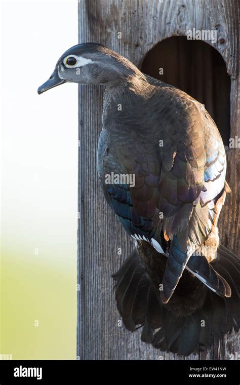 Nesting Hen Wood Duck Stock Photo - Alamy