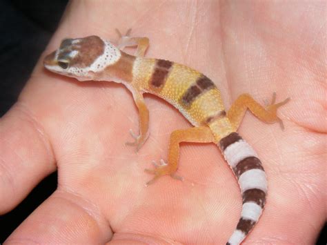 NW England Baby Leopard Geckos For Sale - Reptile Forums