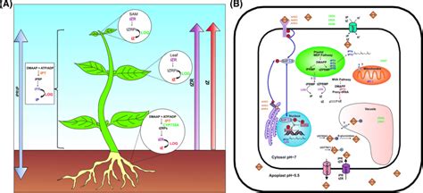 Cytokinin biosynthesis, transport, and homeostasis in plants. a Sites... | Download Scientific ...