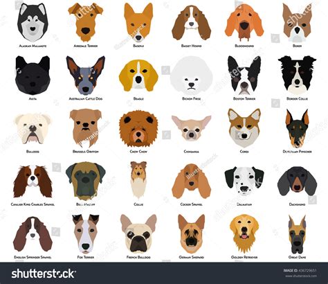 Set Different Breeds Dogs On White Stock Vector (Royalty Free ...