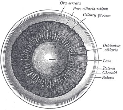 Sclera - wikidoc