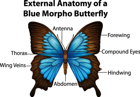 External Anatomy of a Blue Morpho Butterfly on white background 2173941 Vector Art at Vecteezy