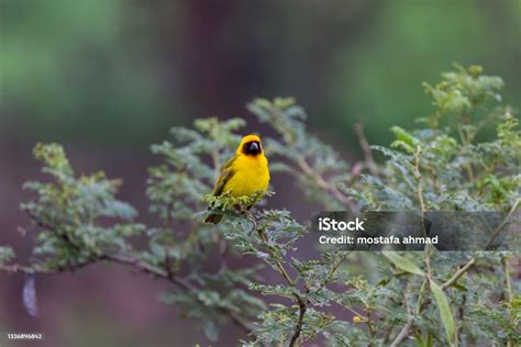 Rüppells Weaver Looking For Meeting Yemen Wildlife Birds Of Yemen Stock Photo - Download Image ...