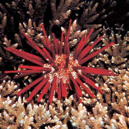 Sea urchin | Description, Anatomy, & Facts | Britannica