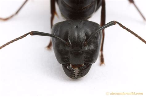 Camponotus pennsylvanicus, the eastern black carpenter ant, queen South ...