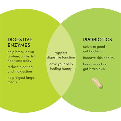 Digestive Enzymes vs. Probiotics: Benefits, Similarities, and ...