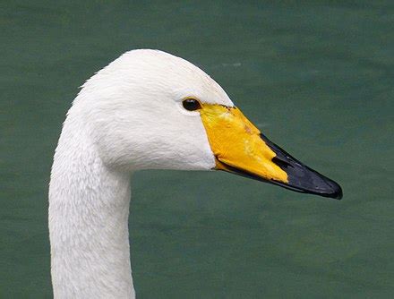 Whooper swan - Wikipedia