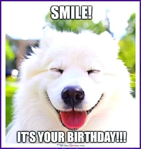 Happy Birthday Memes with Funny Cats, Dogs and Cute Animals