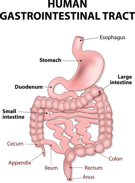 Diagram Of Upper Gi Tract