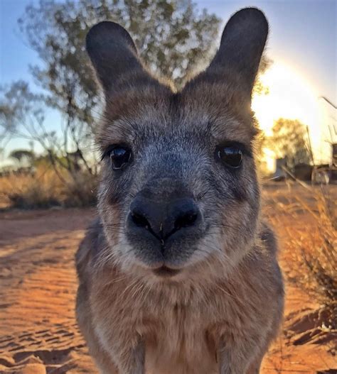 Australia an incredible country ! | Australia, Animals, The incredibles