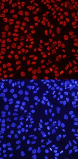 Histone H4 Antibody (AF5215): Novus Biologicals