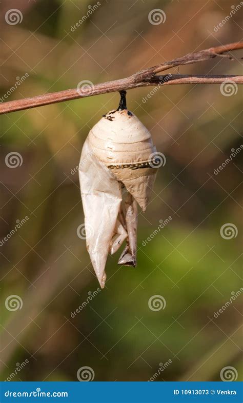 Insect pupa stock image. Image of abstract, nest, insects - 10913073