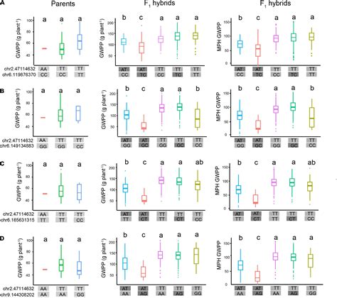 Frontiers | Epistasis Activation Contributes Substantially to Heterosis in Temperate by Tropical ...