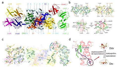 Photosystem 1 Structure