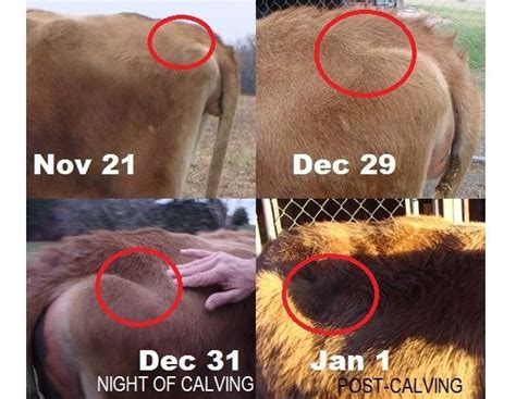 How close to calving? (Photos) | Cattle farming, Cattle ranching, Show cattle barn