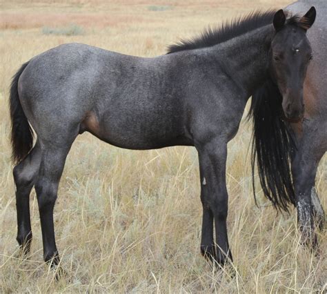 2020 Mahlstedt Ranch Blue Roan Quarter Horse stud colt available