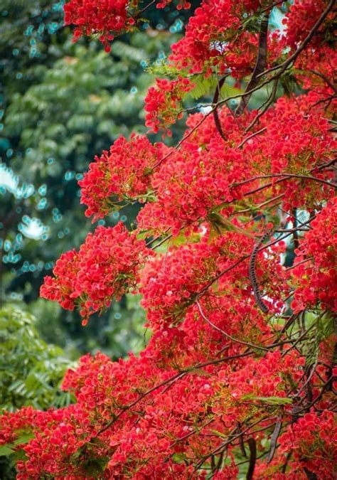 Gulmohar Tree: Best Flower Tree In India (Lifespan And Disadvantages)