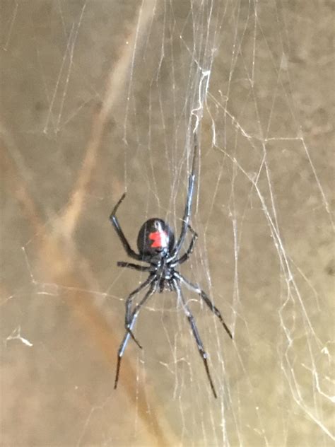 Found a black widow (north carolina) : r/whatsthisbug