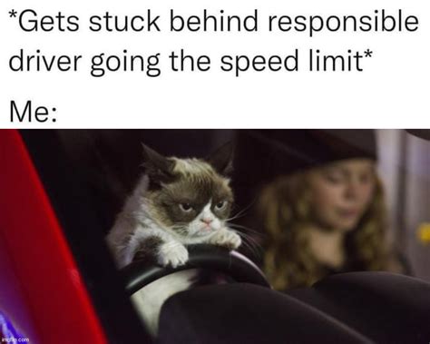 Grumpy Cat Driving Memes