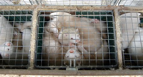 Mink Farming | Coalition to Abolish the Fur Trade