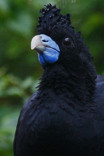 Encounter the Stunning Blue-Billed Curassow