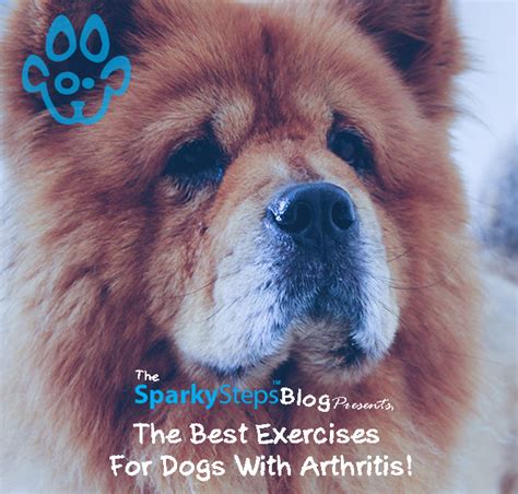 The Best Exercises For Dogs With Arthritis – Sparky Steps