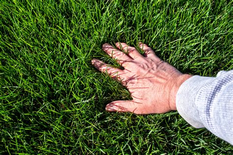 How To Care & Maintain Sod After It's Been Laid - Twinwood Farms