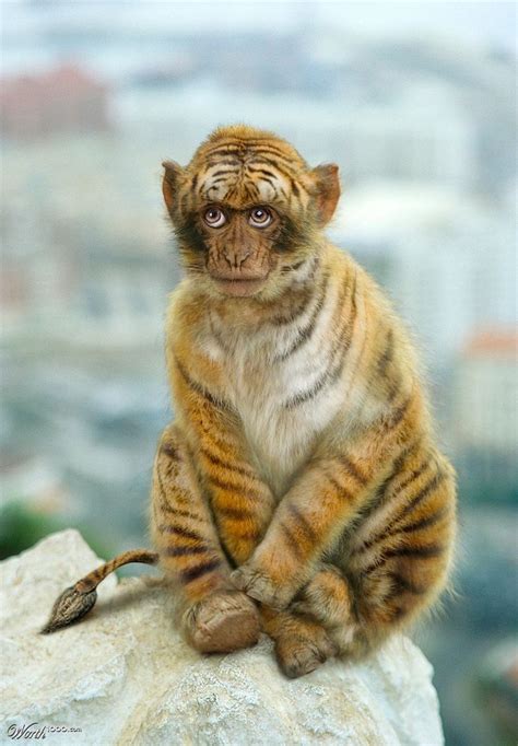 Monkey-tiger hybrid | Cool animal hybrids | Pinterest