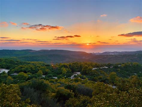 What YOU Can Do To Help Israel’s Forests This Tu BiShvat | Judaica ...